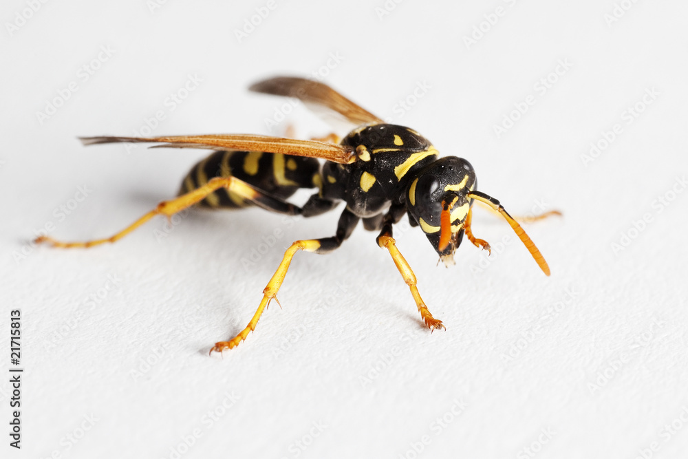Wasp (Dolichovespula Vulgaris) Wasp (Dolichovespula Vulgaris)