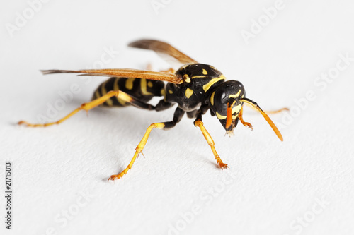 Wasp (Dolichovespula Vulgaris) © SimonG