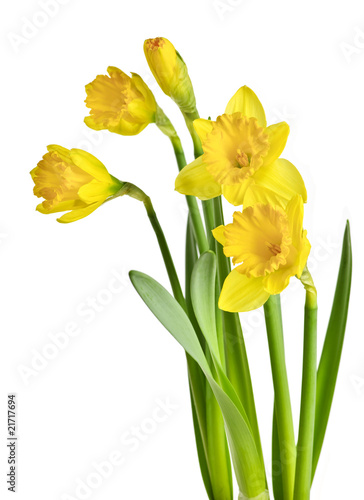Fototapeta Naklejka Na Ścianę i Meble -  Spring yellow daffodils