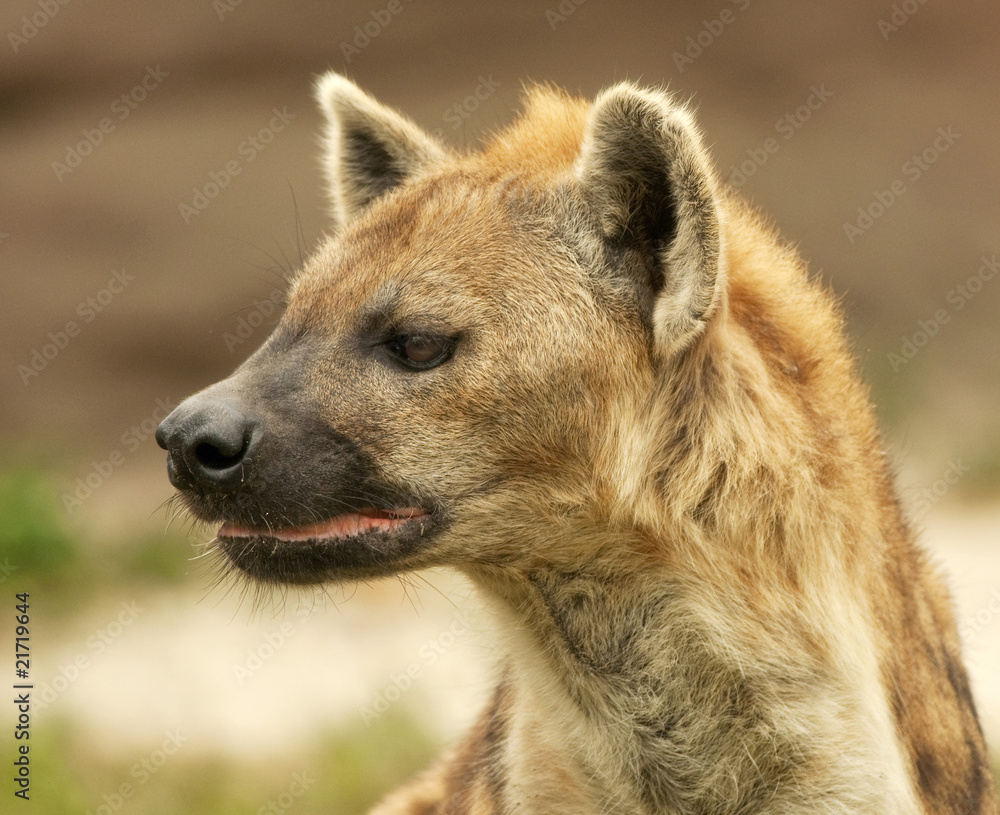 Obraz premium Fierce Hyena