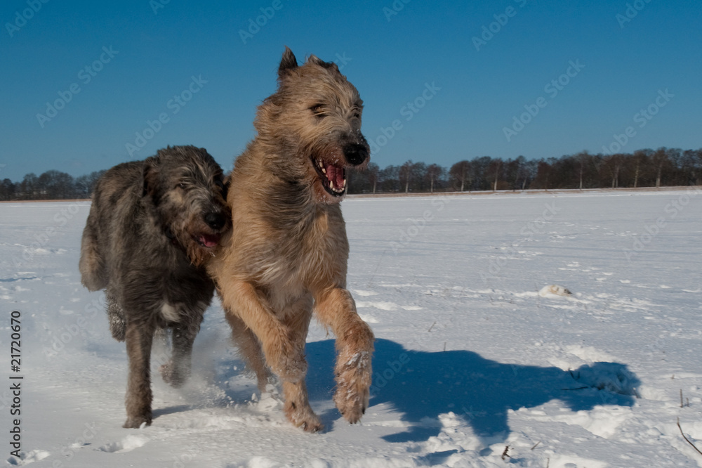 Naklejka premium Irish Wolfhound im Schnee