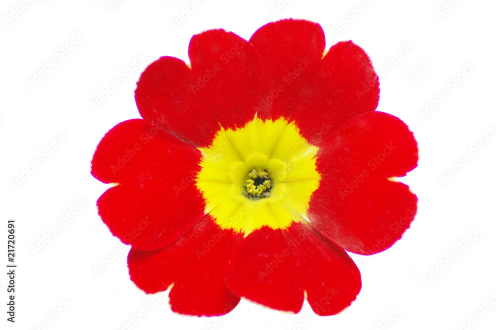 Fototapeta premium red flower
