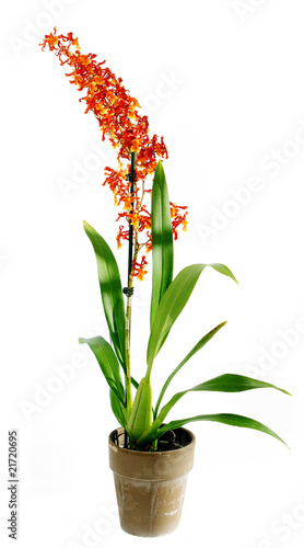 variété d'orchidée