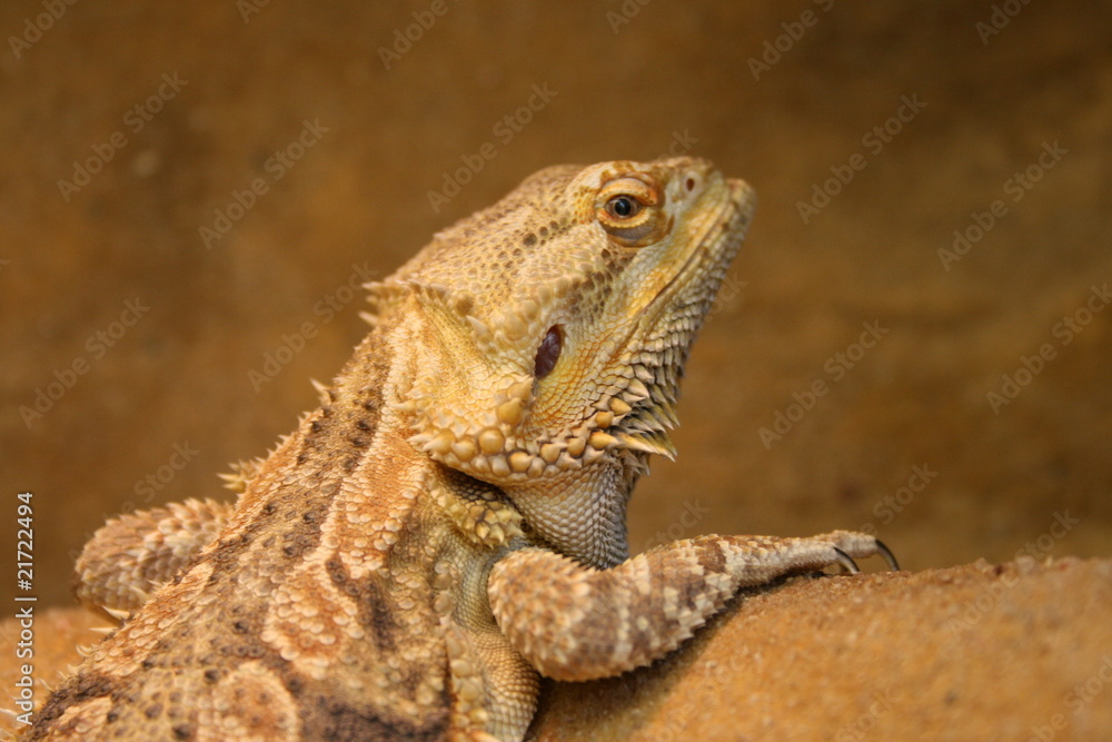 Fototapeta premium Bartagame