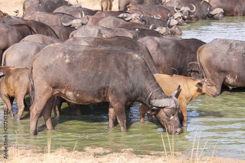 herd of cape buffalo at waters edge