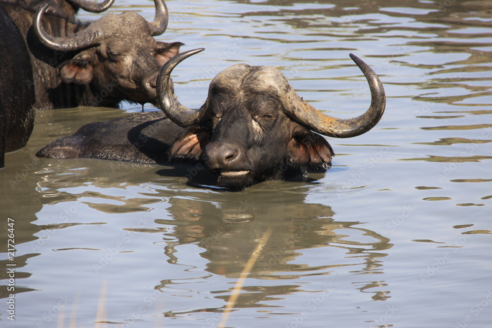 Obraz premium old buffalo in water