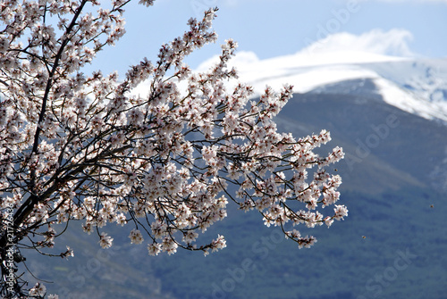 Wallpaper Mural almond tree Torontodigital.ca
