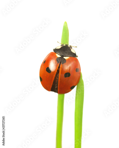 Ladybug on stalk isolated on white