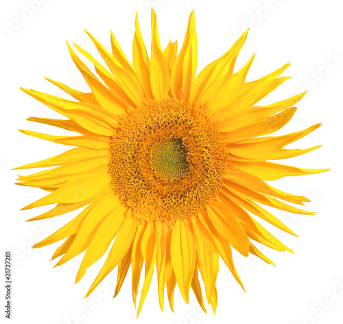 Sunflower bloom isolated on white