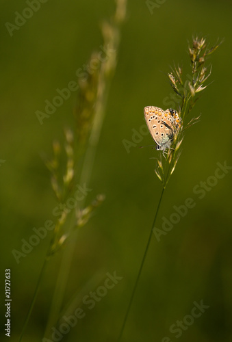 veined blue photo