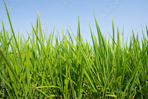 Fresh Grass land under blue sky