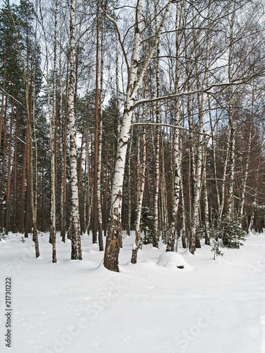 Birch and snow