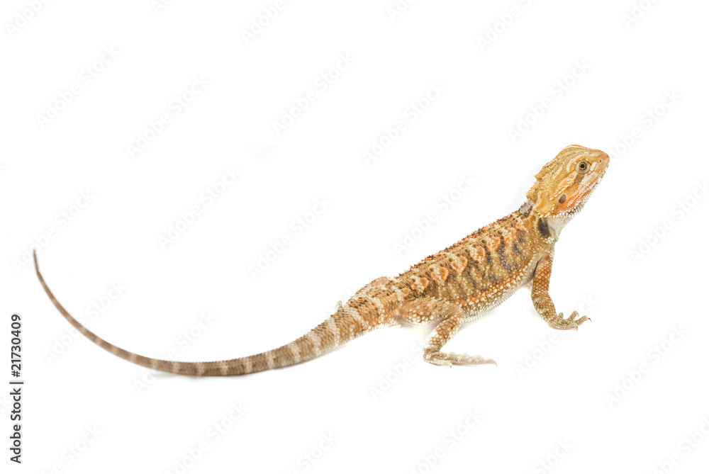 Naklejka premium Juvenile Bearded Dragon Pet. (Pogona)