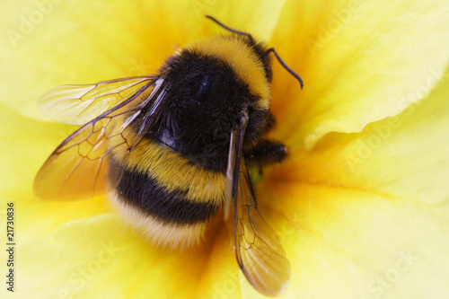 bumble bee on yellow Fototapeta