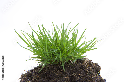 Grasbueschel
