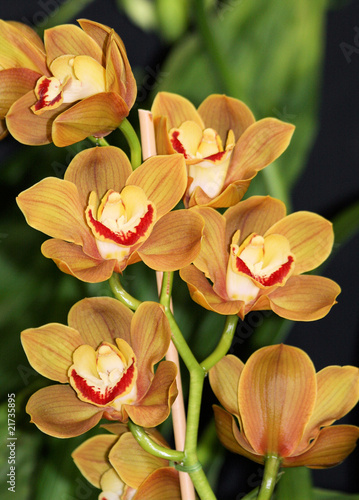Orange Cymbidium orchids 3