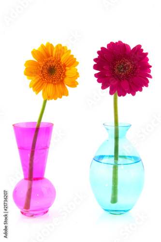 Colorful Gerber in glass vases