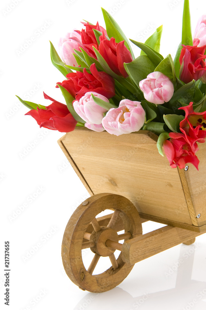 Wooden wheelbarrow with tulips