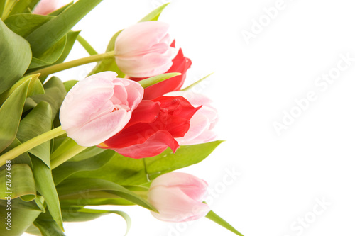 Fototapeta Naklejka Na Ścianę i Meble -  Pink and red tulips