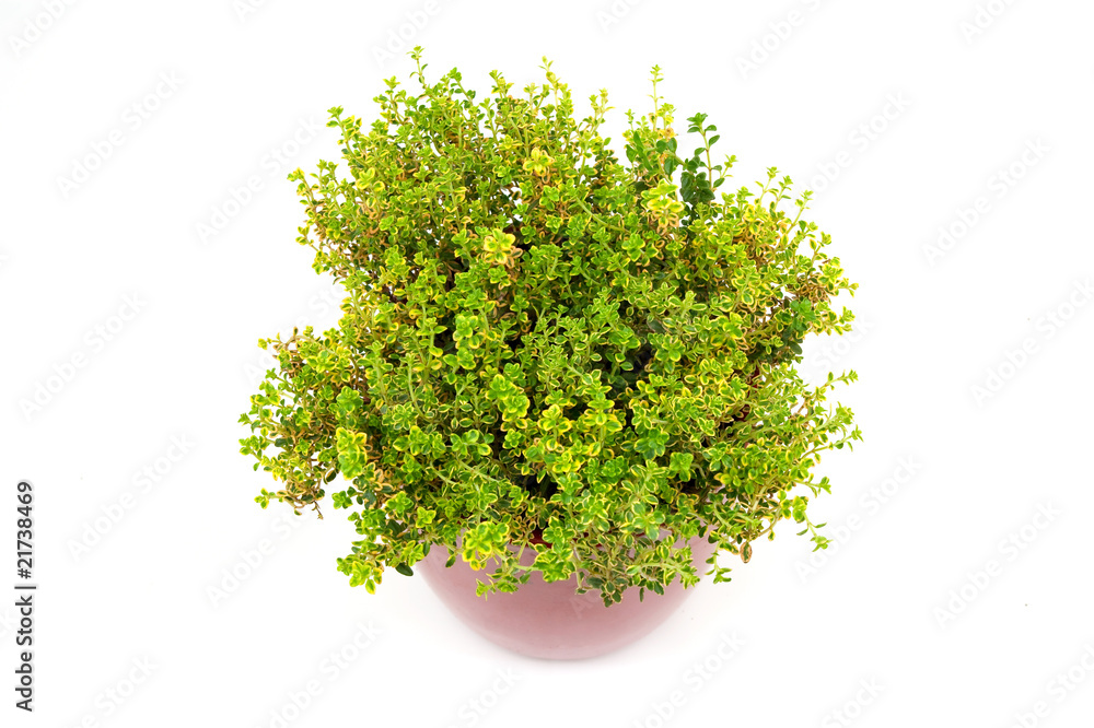 Obraz premium Lemon Thyme herb in pot