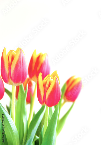 Bunch of tulips