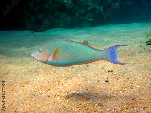Indian longnose parrotfish