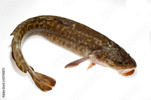 Burbot (Lota lota) isolated on white