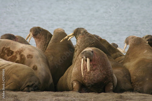 Walruses in the High Arctic around Svalbard