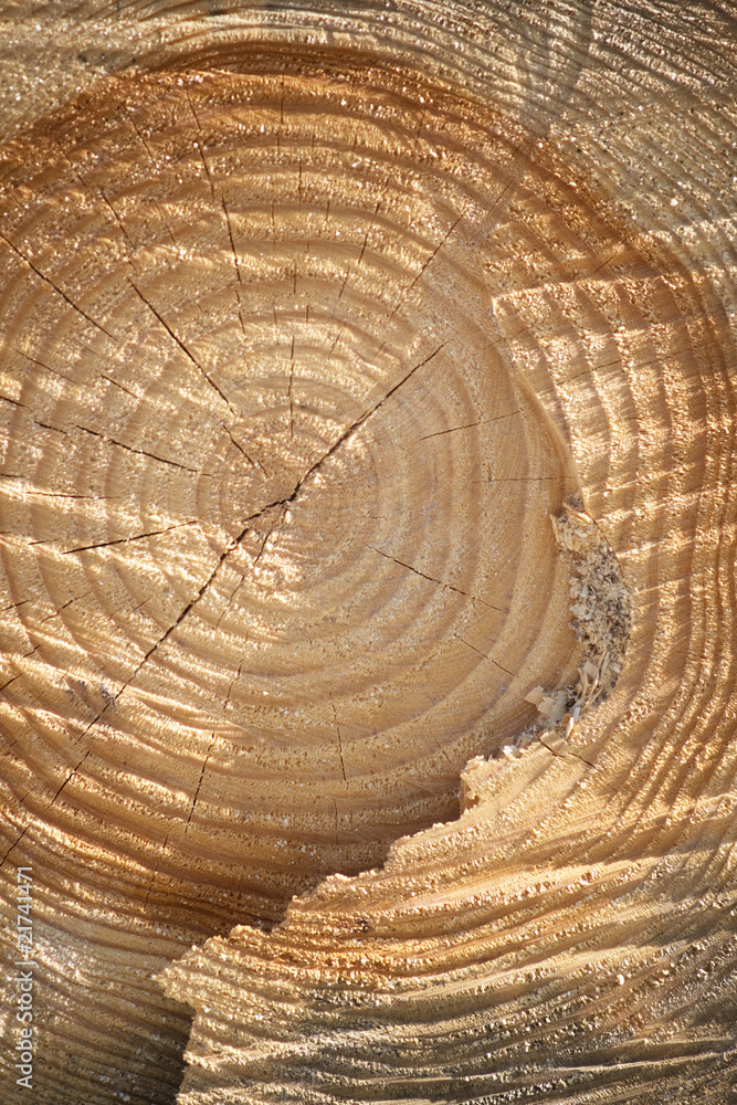 Naklejka premium Cross section of old tree with annual rings