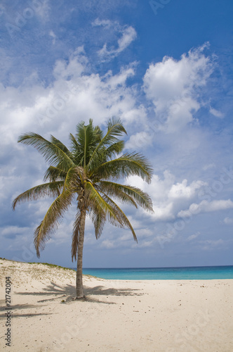 Palm in Wind on a Sandy Beach