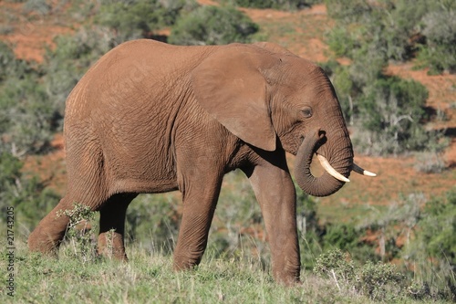 African Elephant © Duncan Noakes