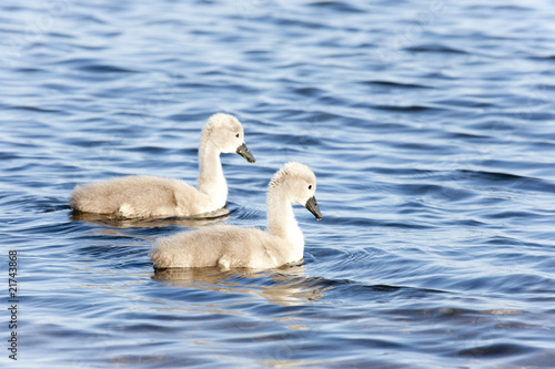Young Mute Swans