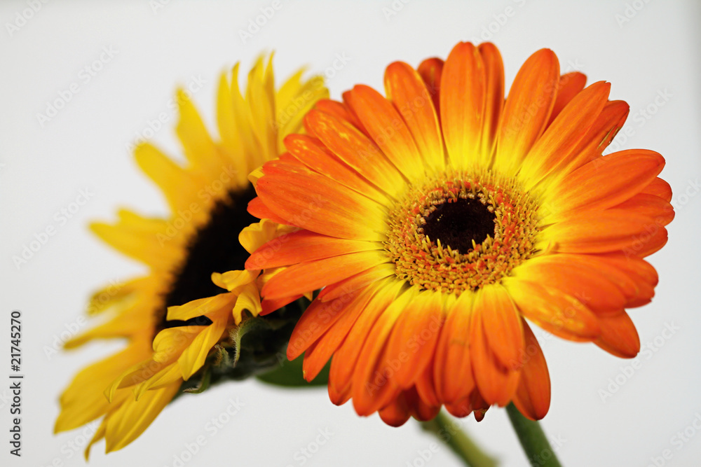 Gerbera and sunflower Gerbera and sunflower