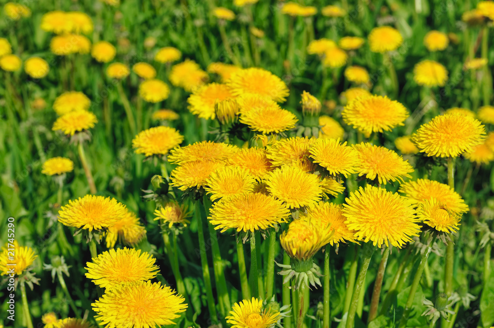 Fototapeta premium Growth of Dandelions