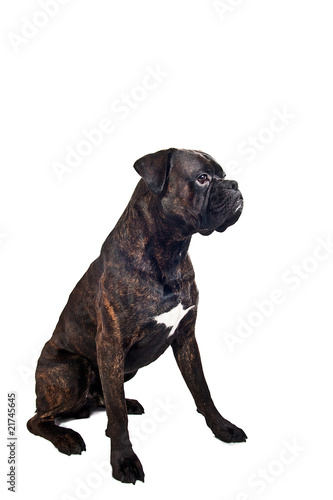 Brindle boxer dog sitting in studio © mathom