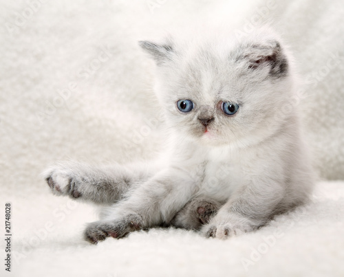 Fluffy blue-eyed kitten