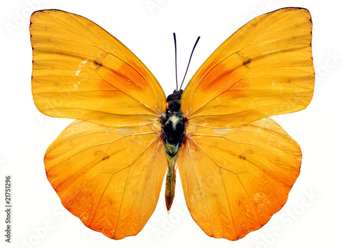 Canvas Print butterfly isolated
