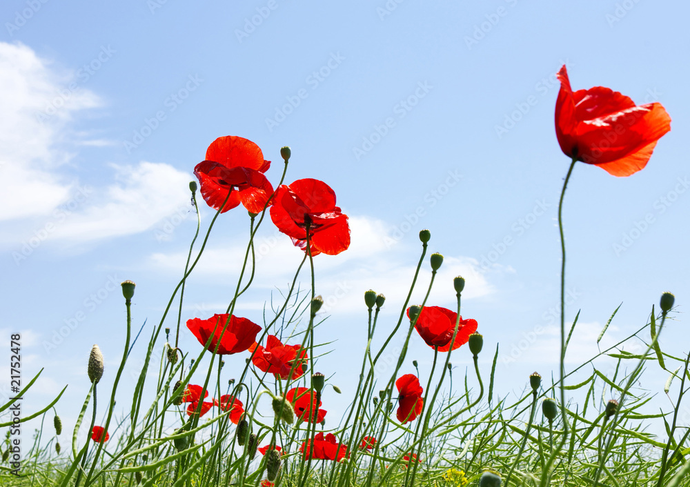 Obraz premium czerwony mak