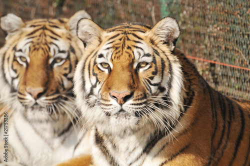 Fototapeta Naklejka Na Ścianę i Meble -  close up of two tiger