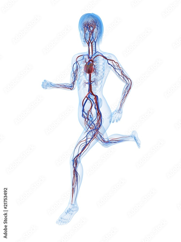 transparente Frau mit Herz - Kreislauf - System transparente Frau mit Herz - Kreislauf - System