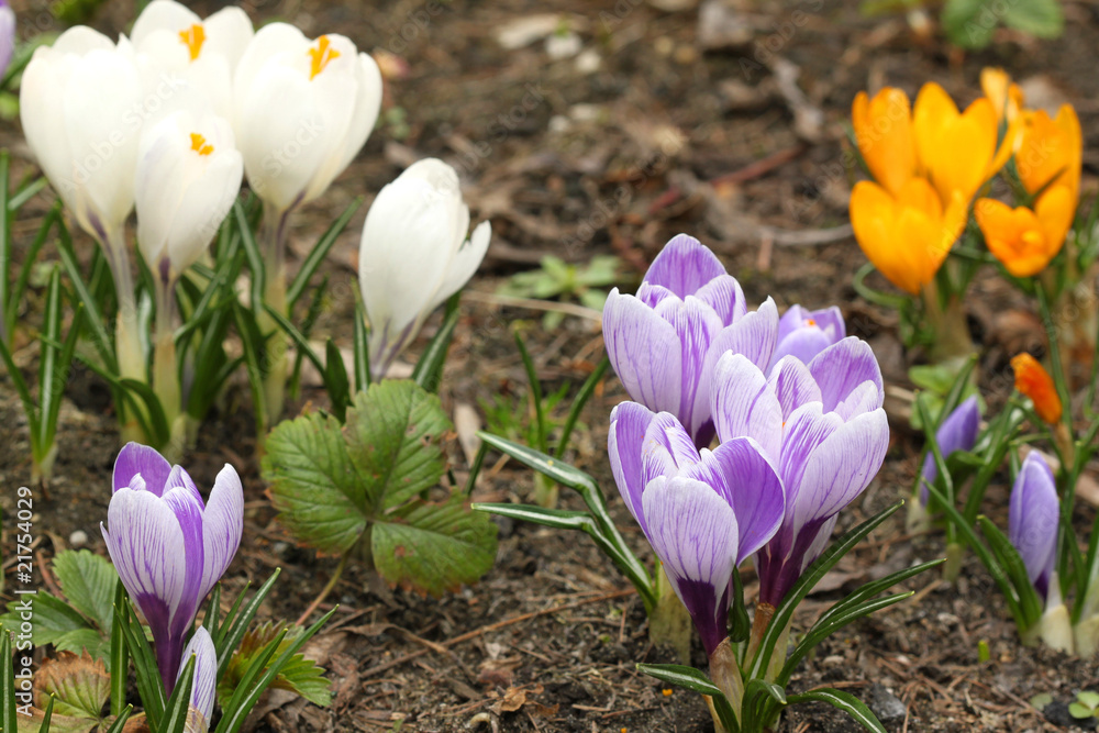 Crocus flowers various colored Crocus flowers various colored
