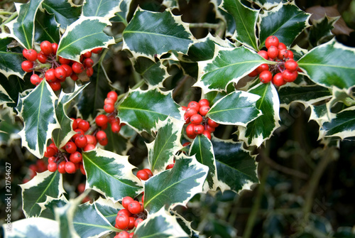 Bilde på lerret Variegated Holly
