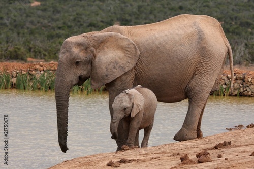 African Elephant Baby and Mother