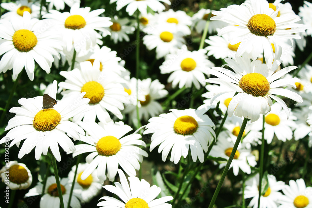 Obraz premium daisy flowers on field background