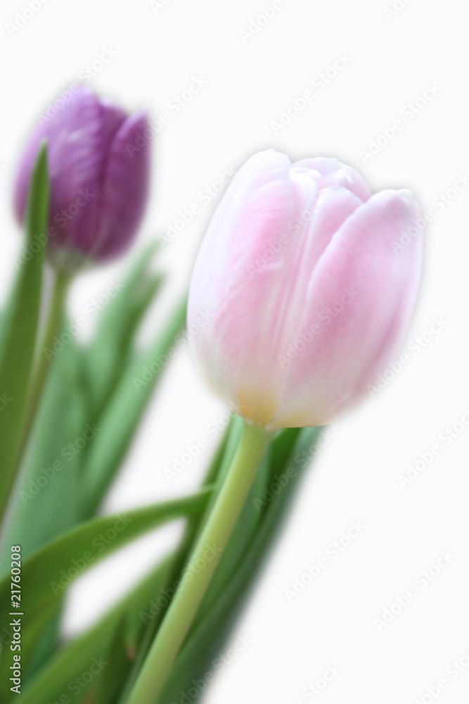 Tulpen Blumen
