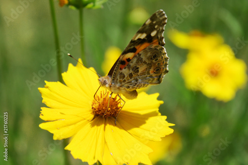 Sunny yellow flowers with butterfly  on green background © Africa Studio
