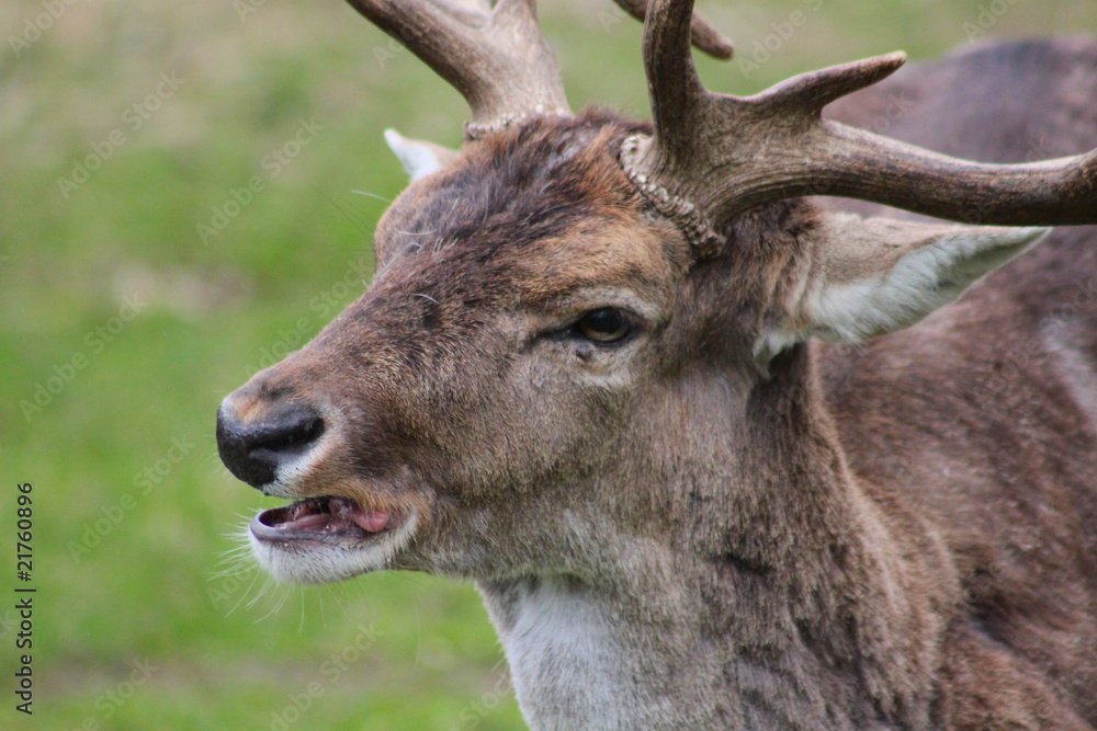 Hirschbock / Damwild - Tierportrait Hirschbock / Damwild - Tierportrait