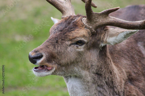 Hirschbock / Damwild - Tierportrait