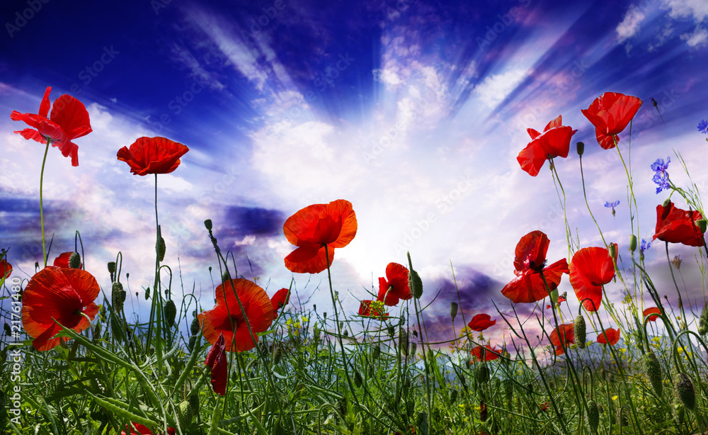 Obraz premium poppy red