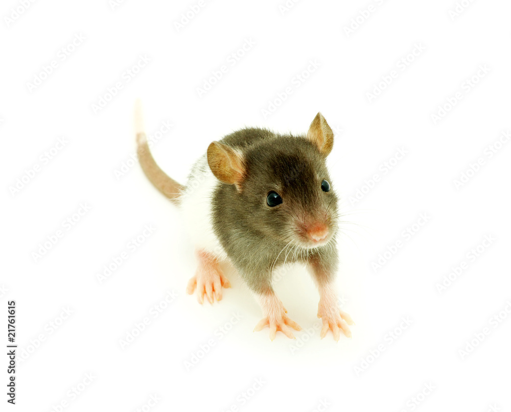 rat rat